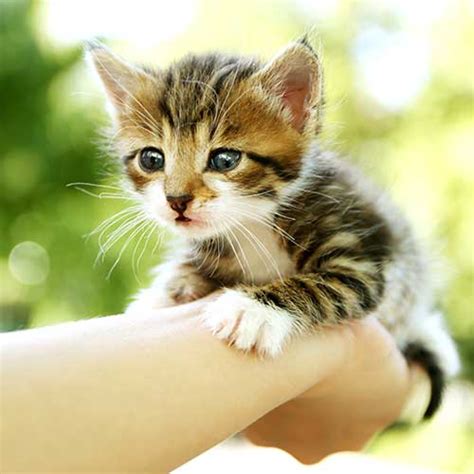 geo kitten tm